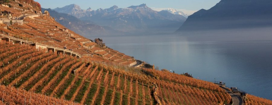 Vins on wine esthete
